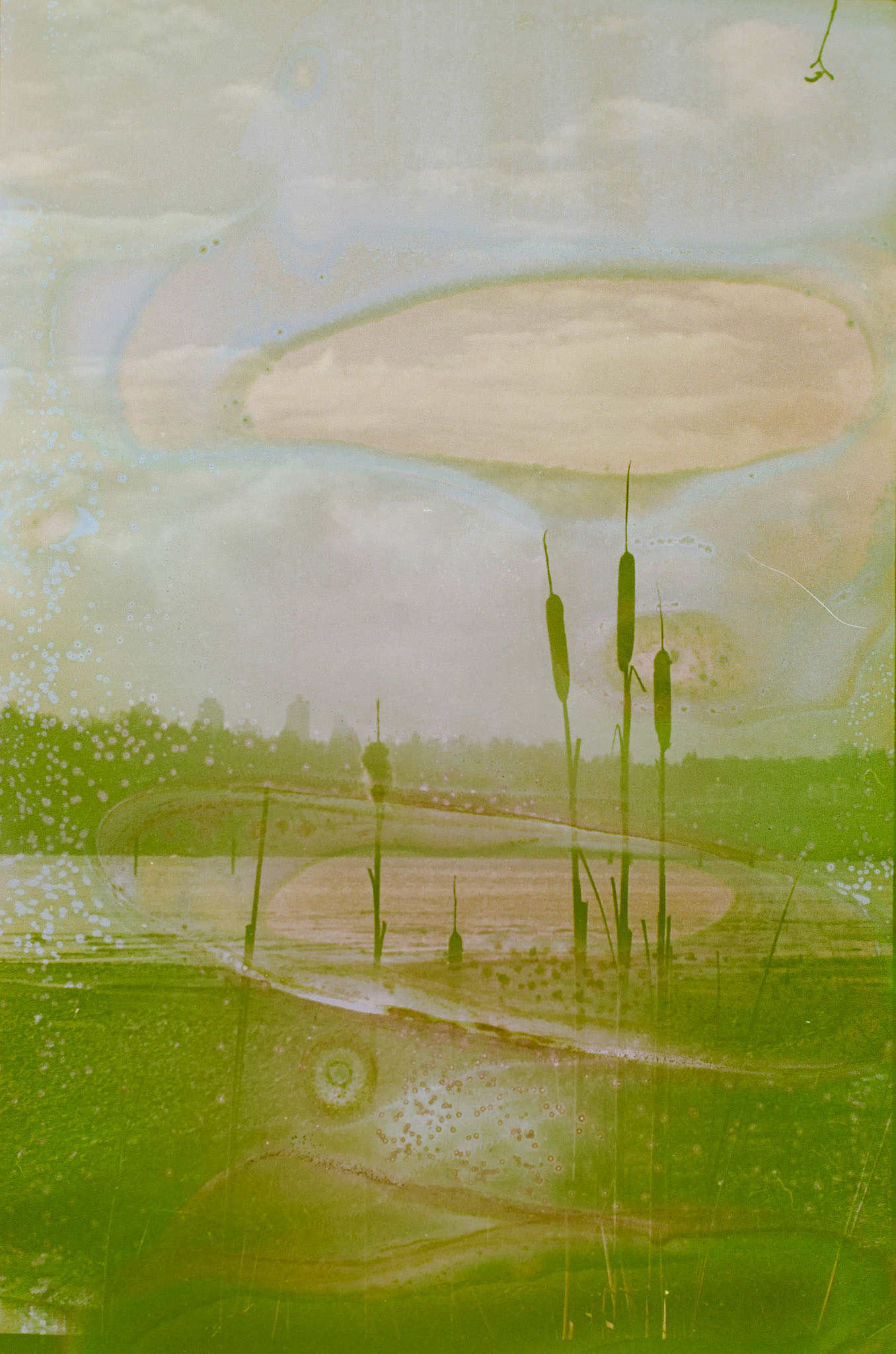 A photo of a landscape featuring bull reeds in the foreground, and a large body of water and city skyline in the background. The process of developing the photograph in barge water and sea urchin shell is visible with swirls of blue, green, and brown patterning the image.