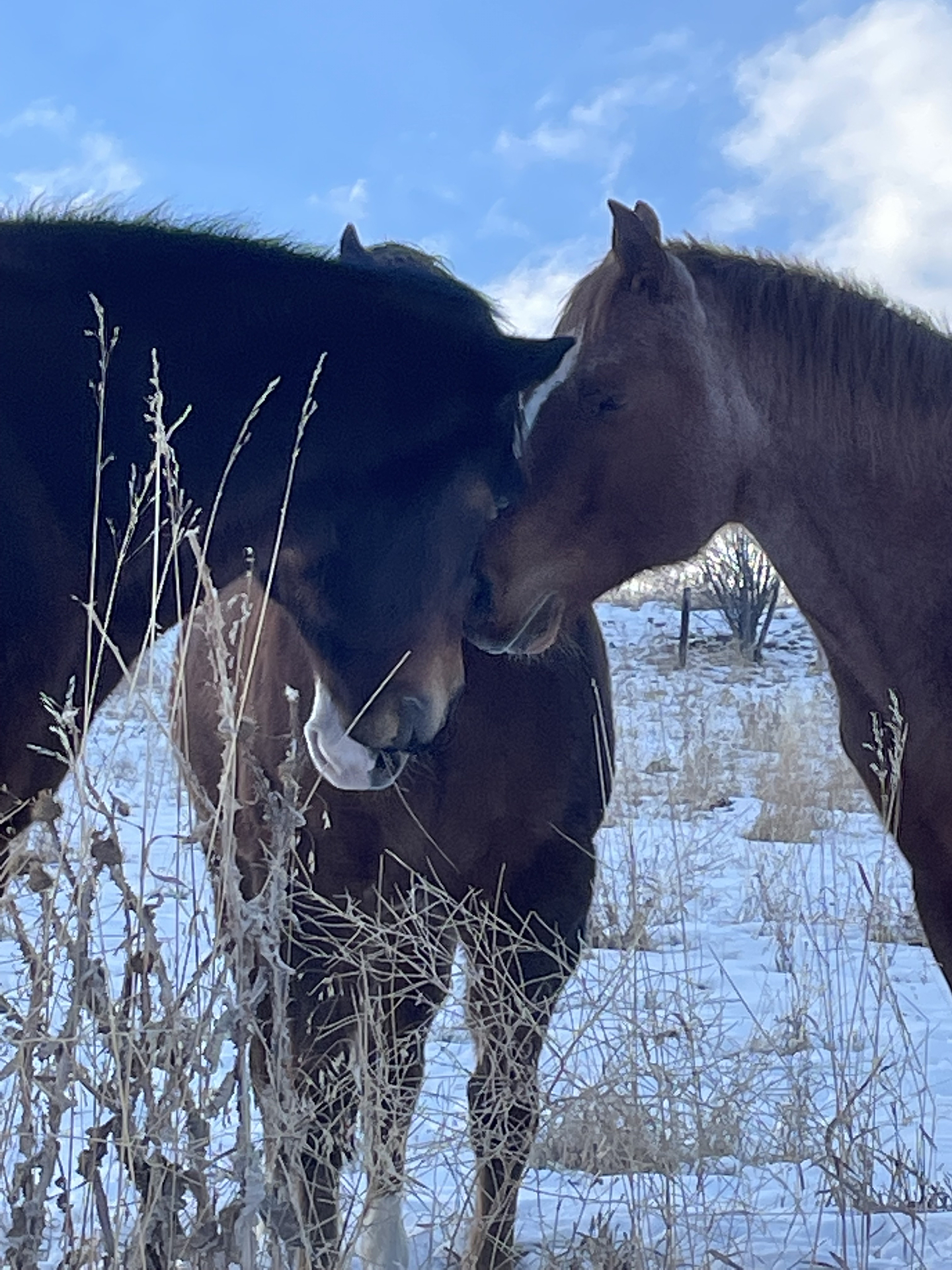 Three horses touch noses in a snowy field.