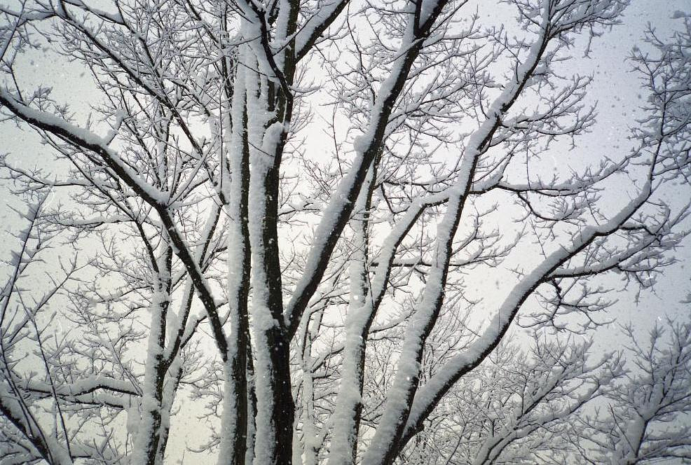 A leafless tree covered in fresh snow, with thick white snow clinging to the dark trunk and many bare branches against a pale, overcast winter sky.