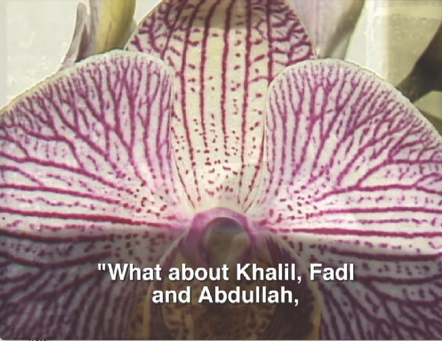 A close up of purple and white orchid with the subtitles What about Khalil, Fadl and Abdullah, in white text near the bottom.