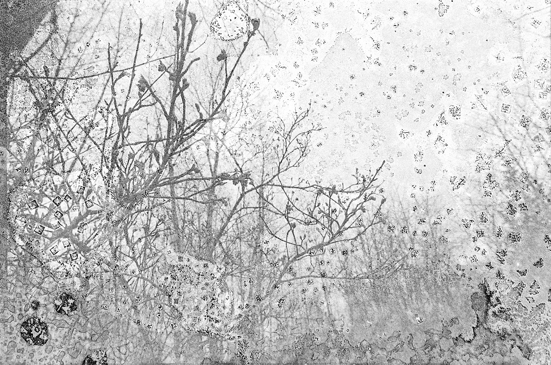 A black and white photograph of a landscape, featuring branches laden with buds in the foreground and a stand of trees in the background. The process of developing the photograph is visible, with crystallized salt and water altering the image where it has dried.