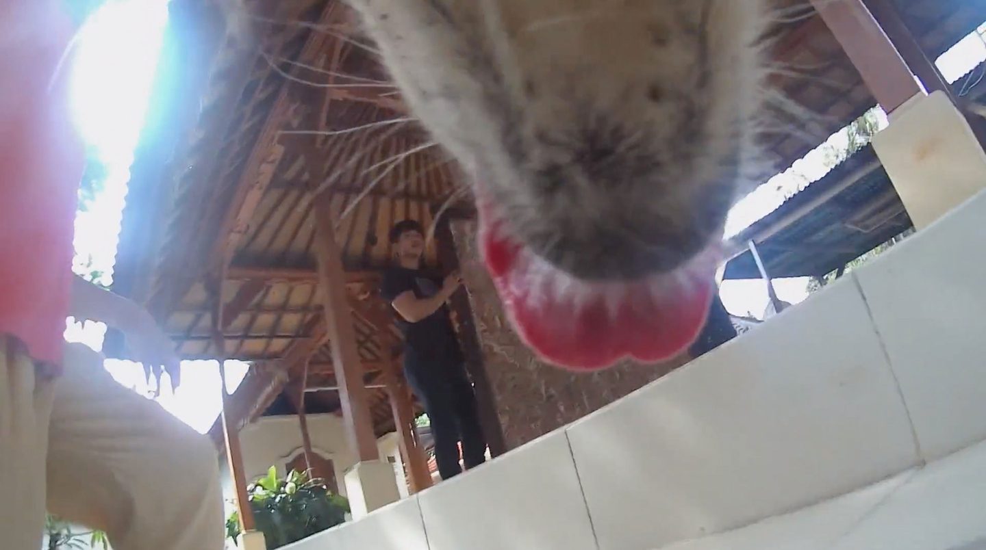 A view of the exterior of a house, looking up under a gazebo-style roof on wooden stilts. The image appears to be from a camera that is worn by a dog around its neck, as the underside of the dog’s chin, whiskers, and pink tongue are prominently visible in the top of the image.