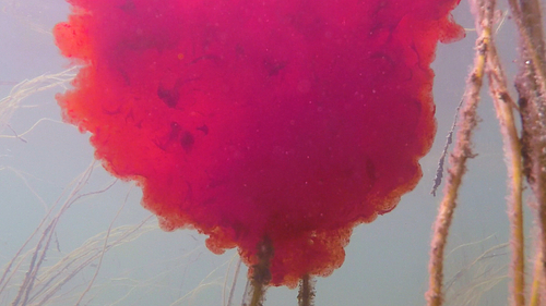 A cloud of red and magenta liquid is suspended underwater, blooming alongside tendrils of underwater plants. 