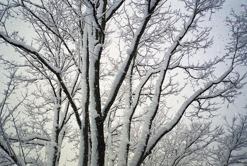 A leafless tree covered in fresh snow, with thick white snow clinging to the dark trunk and many bare branches against a pale, overcast winter sky.